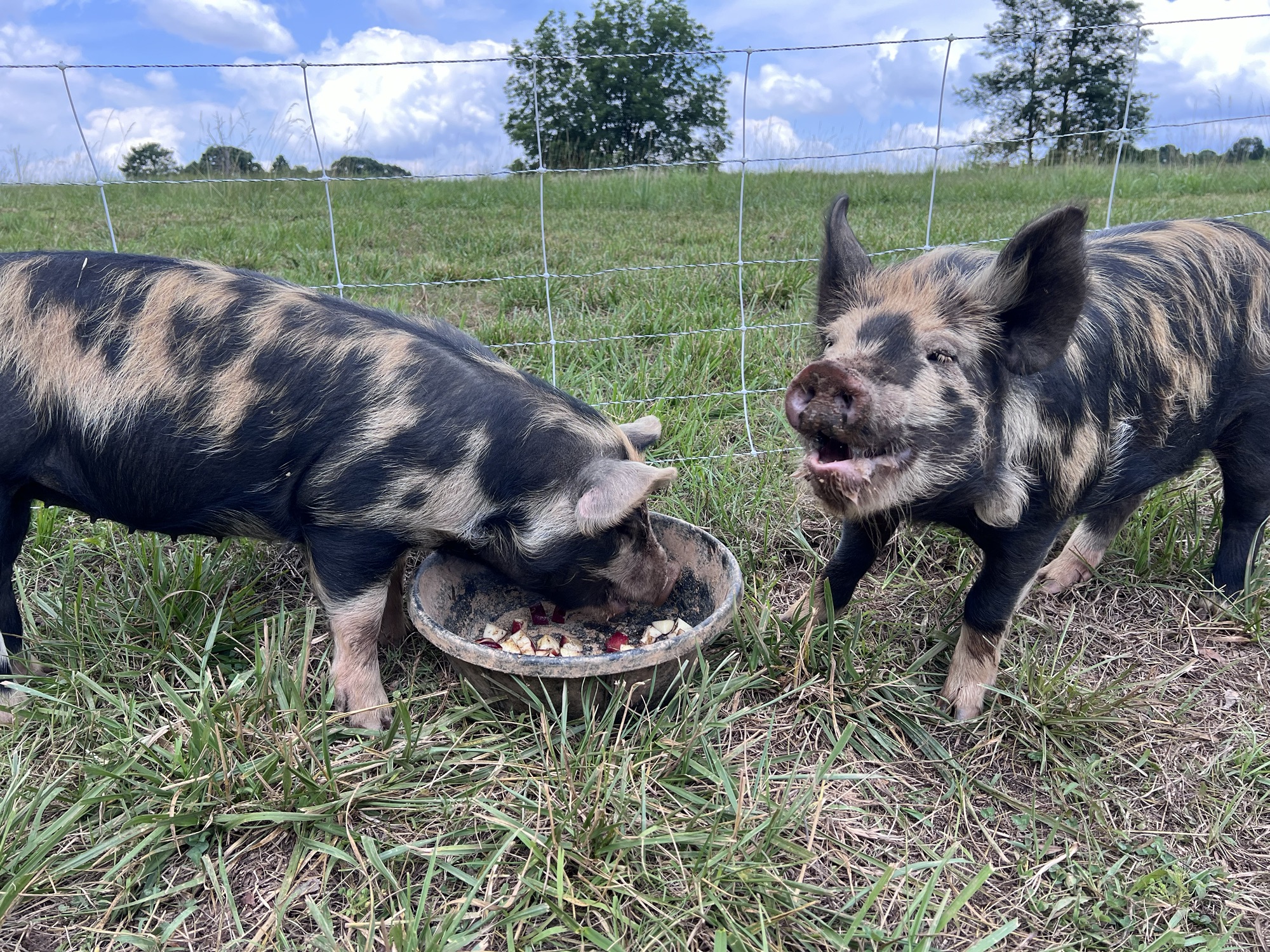 Pasture Chronicles: 6-23-24
