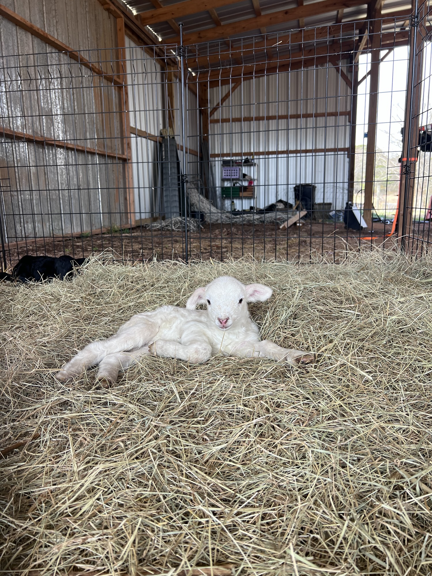 Flock Update: New Lambs, Clean Tests, and a Few Sleepless Nights