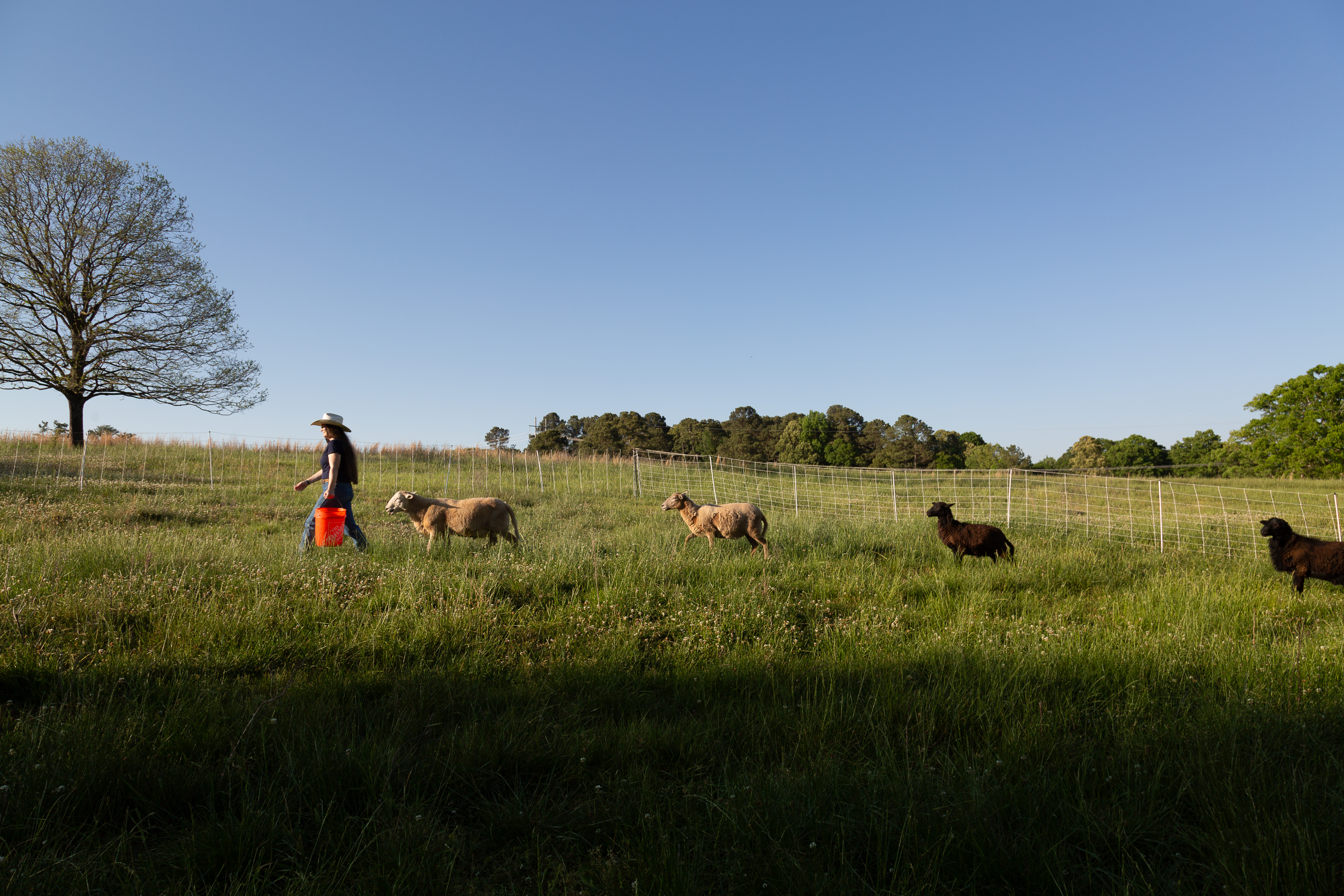 From Pasture to Freezer: The Decisions of Raising Lamb